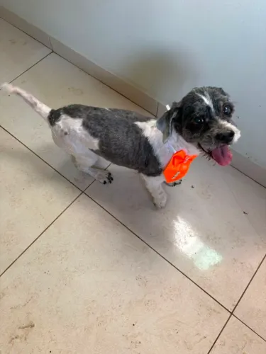 Doação de cachorro