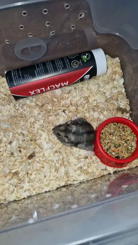 Hamster anão russo 