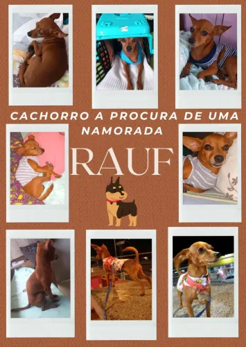 Cachorro Pinscher 0 a procura de uma amiga
