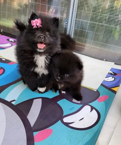 Fêmea spitz Alemão