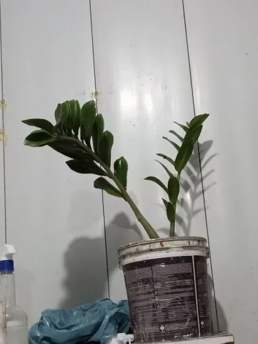 Planta zamiocuca