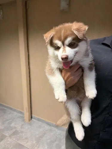 Filhote Husky Siberino