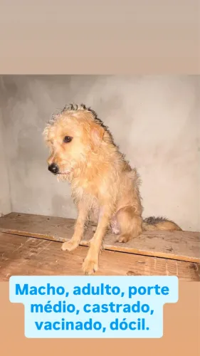 Adoção responsável