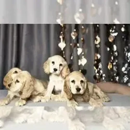 Cocker Spaniel,Cocker Spaniel Filhote de Linhagem Especial e Temperamento Encantador