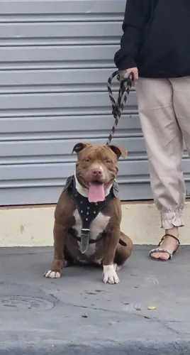 Procuro Pit bull macho em São Carlos para cruzar.