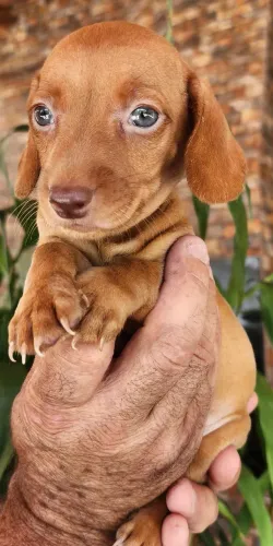 Companheiro Pra Toda Hora!!! Dachshund Com Pedigree!