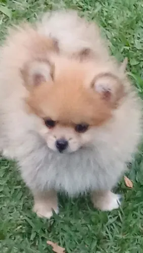 Filhote Spitz Alemão