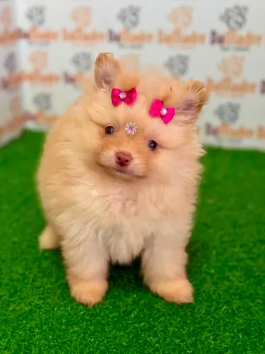 Spitz Alemão fêmea
