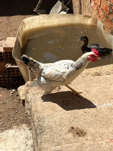 Vendo galinhas , galo , pata