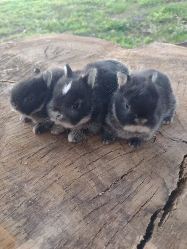 Mini Netherlands 