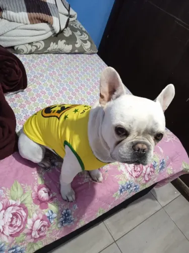 Promoção pra vender logo,lindo Bulldog macho dócil