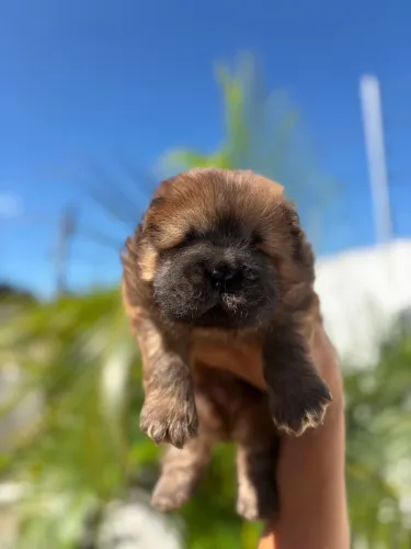 Chow-chow disponíveis 