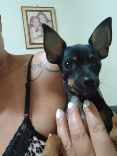 Filhote macho pincher