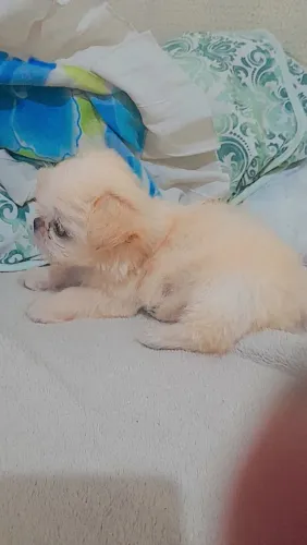 Shitzu femea mini