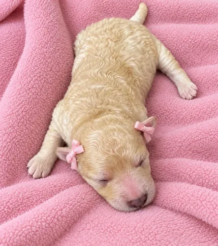 Poodle toy