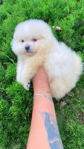 Lulu da pomerania 