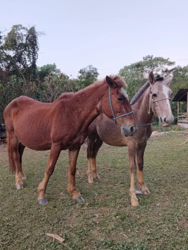 Vendo égua com potro