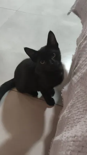 Doa-se gatinhos machos filhotes