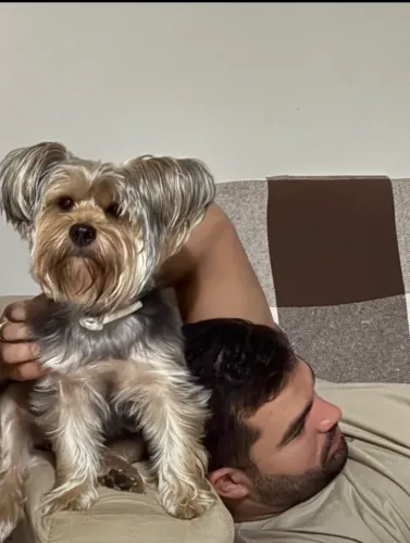 Doação responsável: 2 cães Yorkshire