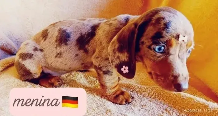 filhotes dachshund salsicha basset