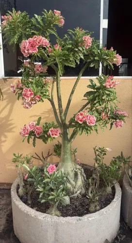 Rosa do deserto