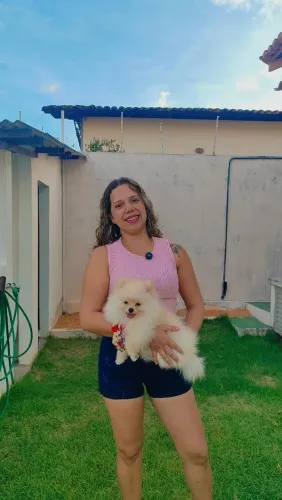 Sptiz alemão - Lulu da Pomerânia anão macho