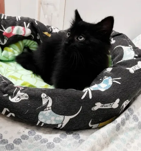 Gatinha Angorá Preta Azulada 90 dias Lindíssima