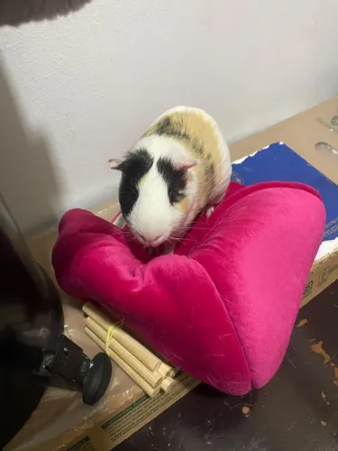 Porquinho da Índia fêmea