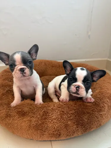 Buldogue francês