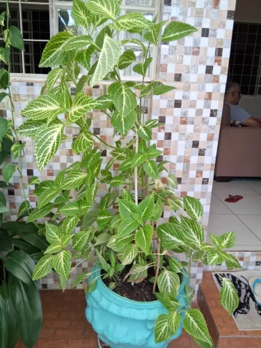 Plantas