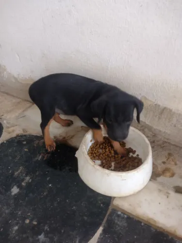 Vendo pinscher número 1