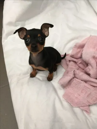 Pinscher/Pincher Baby de Raça Selecionada Macho e Fêmea com Garantias SP