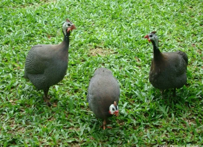 Galinha da Angola