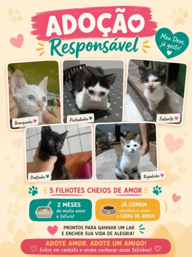 Gatinhos para doação 