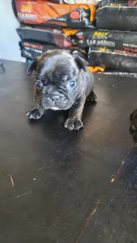 Cachorro de estimação 