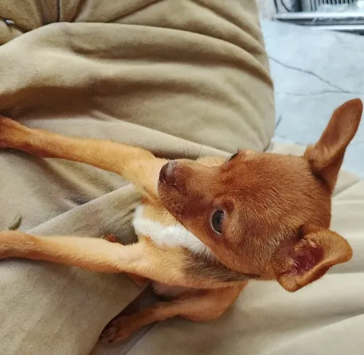Vendo pinscher 0 machinho 5 meses