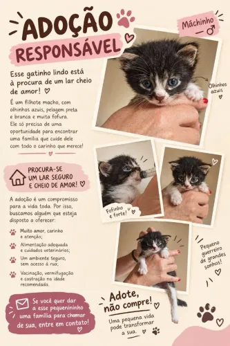 Estou doando esse lindo gatinho de olhos azuis. 