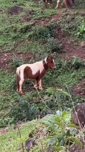 Mini ponei filhote a venda