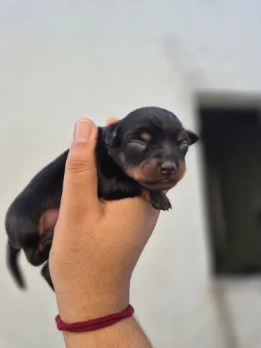Filhote de pinscher