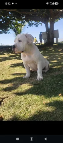 América Bully linda