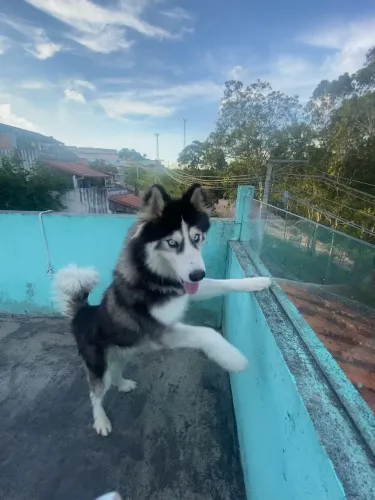 Doa- se husky siberiano
