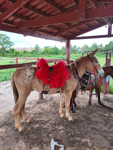 Vendo burro manso bao de redea