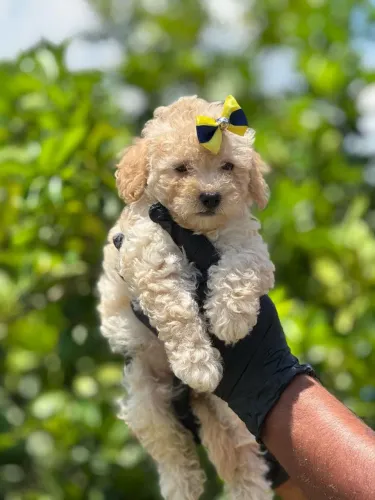 Poodle Toy - Feito para te amar ! 