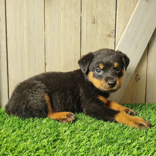 Rottweiler/Fidelidade é respeito em quatro patas 