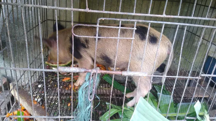 leitoinha, cabritinho