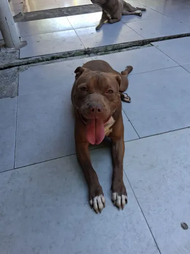 Doando Pitbull