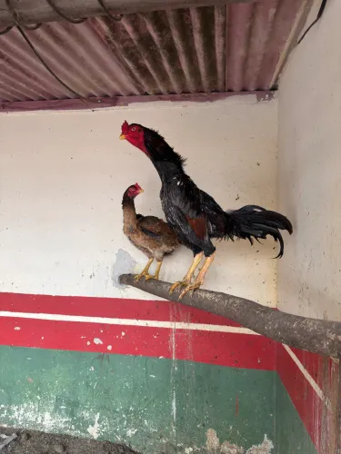 Galo índio