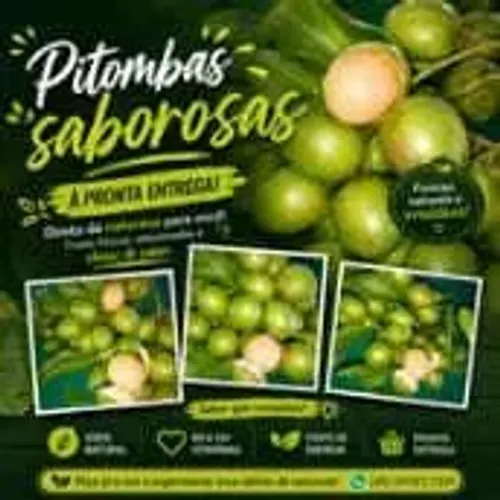 Pitombas saborosas