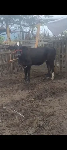 Vacas