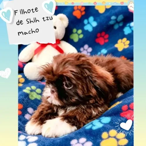 Charmoso !!! Filhote de Shih tzu macho chocolate!!
